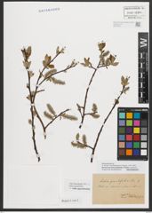 Foto von Salix appendiculata Vill.